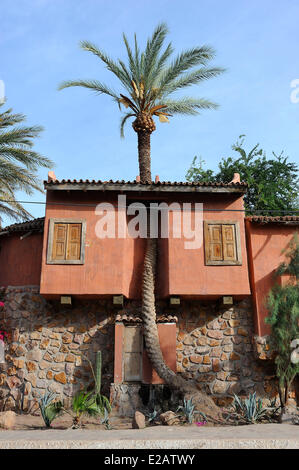 Mexico, Baja California Sur State, Mulege, Tree friendly house Stock Photo
