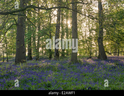 Bluebells in Blickling Wood in Norfolk Stock Photo