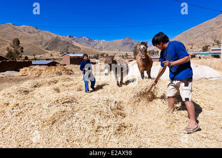 Peru, Cuzco Province, Santa Rosa, farmers practicing wheat threshing of separating the grain from the cob Stock Photo