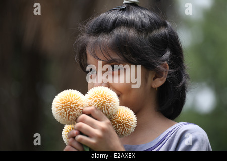 girl with kadam flowers The Kadam flower, Anthocephalus cadamba, bloom during the rainy season in Bangladesh. Stock Photo