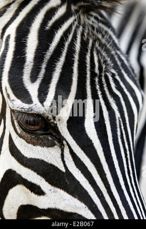 Kenya, Masai Mara national reserve, Grant's zebra (Equus burchelli granti) Stock Photo