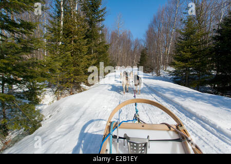 Canada, Quebec province, Eastern Townships (Estrie), Bonsecours, dogsledding with Nordik Adventures Stock Photo