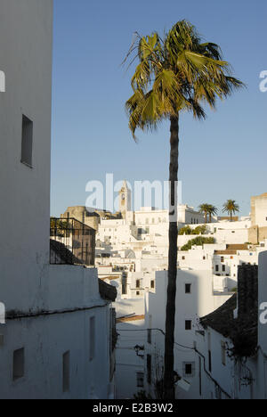 Spain, Andalucia, Andalucia, Vejer de la Frontera, white village, palm tree in the city Stock Photo