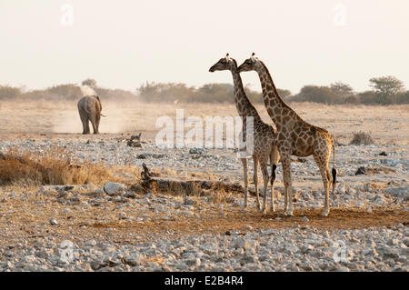 Namibia, Etosha National Park, African Elephant (Loxodonta africana) and Giraffe (Giraffa camelopardalis)