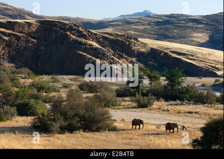Namibia, Skeleton Coast National Park, Desert Elephants (Loxodonta africana) Stock Photo