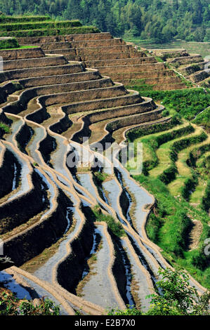 China, Guangxi Province, Longsheng, rice terraces at Longji Stock Photo