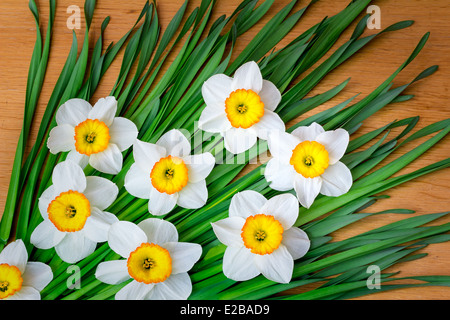 Bouquet of large blossoming narcissuses on a wooden surface of a table Stock Photo