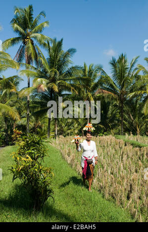 Indonesia, Bali, Tabanan, Umabian rice fields, Subak irrigation system, listed as World Heritage by UNESCO, offerings Stock Photo