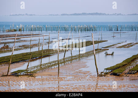 France, Gironde, Bassin d'Arcachon, Cap Ferret, oyster farm Stock Photo