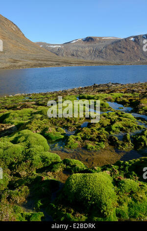 Greenland, Nuussuaq peninsula, Mossy stream and glacial lake Stock Photo