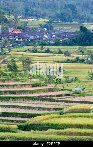 Indonesia, Bali, the rice fields of Jatiluwih, the subak system, listed as World Heritage by UNESCO, cooperative water management since the 9th century which reflecting the philosophical concept of Tri Hita Karana to be in harmony with the realms of the mind, the human world and nature Stock Photo