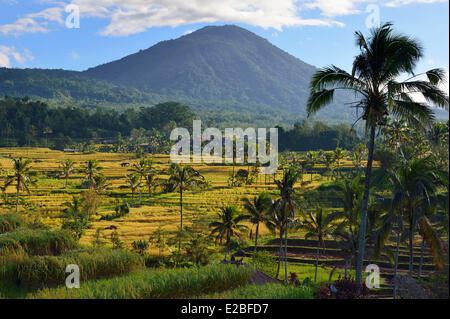 Indonesia, Bali, the rice fields of Jatiluwih, the subak system, listed as World Heritage by UNESCO, cooperative water management since the 9th century which reflecting the philosophical concept of Tri Hita Karana to be in harmony with the realms of the mind, the human world and nature Stock Photo