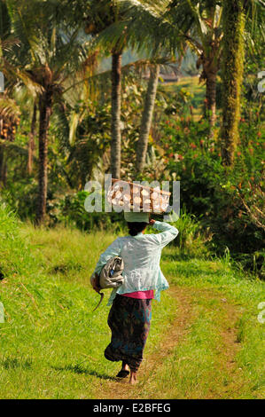 Indonesia, Bali, the rice fields of Jatiluwih, the subak system, listed as World Heritage by UNESCO, cooperative water management since the 9th century which reflecting the philosophical concept of Tri Hita Karana to be in harmony with the realms of the mind, the human world and nature Stock Photo