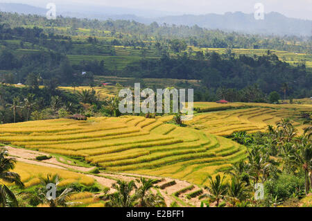 Indonesia, Bali, the rice fields of Jatiluwih, the subak system, listed as World Heritage by UNESCO, cooperative water management since the 9th century which reflecting the philosophical concept of Tri Hita Karana to be in harmony with the realms of the mind, the human world and nature Stock Photo