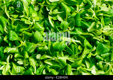 texture of corn salad, lamb's lettuce Stock Photo