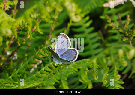 Silver-studded Blue Butterfly - Plebejus argus Male on Bracken in environment Stock Photo