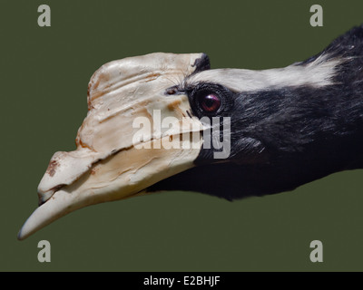 Black Hornbill (anthracoceros malayanus) male Stock Photo