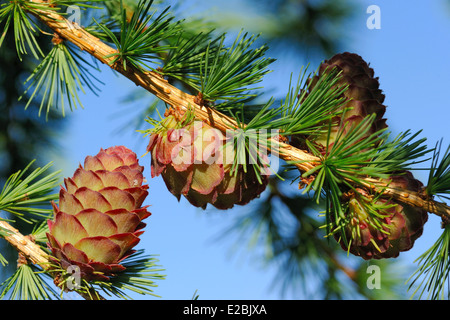 Ovulate cones (strobiles) of larch tree in June, early summer Stock Photo