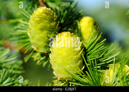 Ovulate cones (strobiles) of larch tree in June, early summer Stock Photo