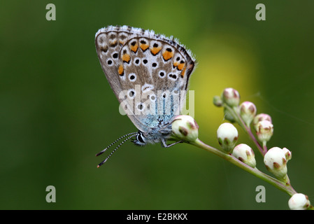 Adonis Blue butterfly Stock Photo