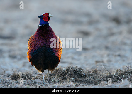 Male Ring-necked Pheasant, Western Montana Stock Photo