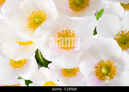 Spring flowers of Anemone sylvestris (snowdrop anemone), abstract flowers background, closeup Stock Photo