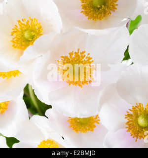 Spring flowers of Anemone sylvestris (snowdrop anemone), abstract flowers background, closeup Stock Photo