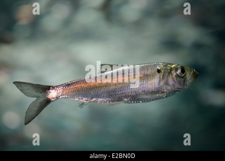 Single swimming juvenile Alewife herring fish inRipleys Aquarium Toronto Stock Photo