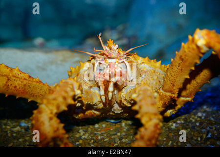 Close up of Red King Crab face and mouth parts in Ripleys Aquarium Toronto Stock Photo