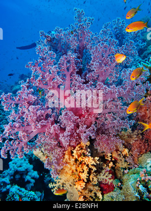 Colourful soft coral Stock Photo