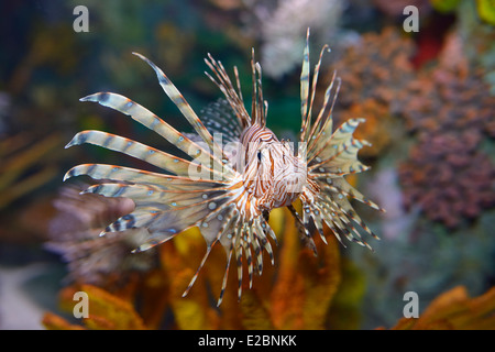 Head on view of Pterois volitans or red lionfish with venomous spiky fin rays in Ripleys Aquarium Toronto Stock Photo