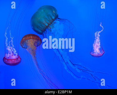 Pacific sea nettles with long stinging tentacles floating and swimming in Ripleys Aquarium Toronto on blue background Stock Photo