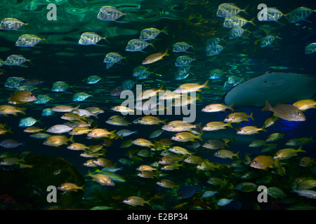 Shoals of French Grunt and Bluestripe Snappers with silver Lookdown Fish and Stingray Ripleys Aquarium Toronto Stock Photo