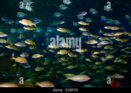 Schools or Shoals of French Grunt Yellowtail and Bluestripe Snappers with silver Lookdown Fish in Ripleys Aquarium Toronto Stock Photo