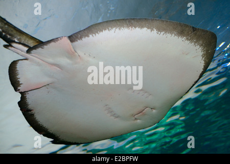 White underside of male Southern Stingray swimming to the water surface Ripleys Aquarium Toronto Stock Photo