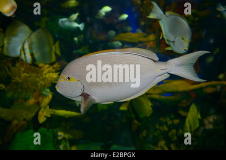 Yellow Mask Surgeonfish in a coral reef aquarium with other tropical fish Ripleys Aquarium Toronto Stock Photo