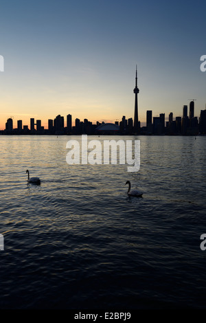 Pair of swans on Lake Ontario with silhouette of Toronto city skyline at dusk after sundown Stock Photo