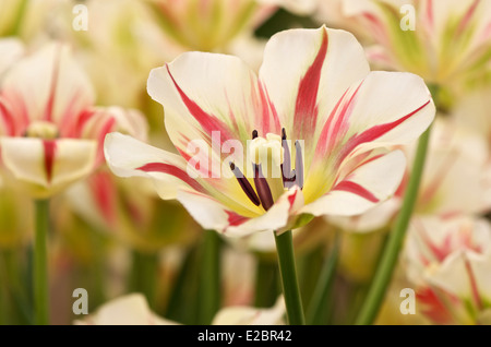 Tulip Flaming Spring Green Stock Photo