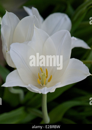 Tulip White Triumphator Stock Photo