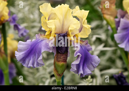 Iris Edith Wolford violet and yellow flower heads Stock Photo