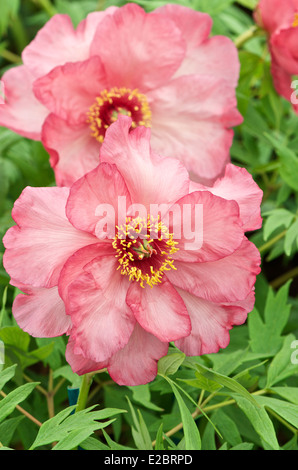 Paeonia lactiflora Renown Stock Photo