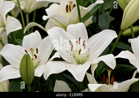 White Lily - Lilium Eyeliner Stock Photo