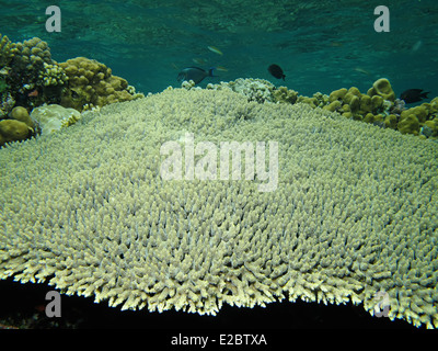 Acropora pharaonis Coral