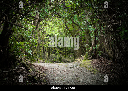 Mysterious woodland trail going through a forest Stock Photo