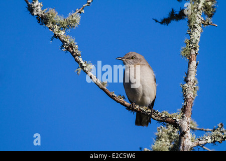 Northern Mockingbird (Mimus polyglottos) perched on a tree limb. Stock Photo