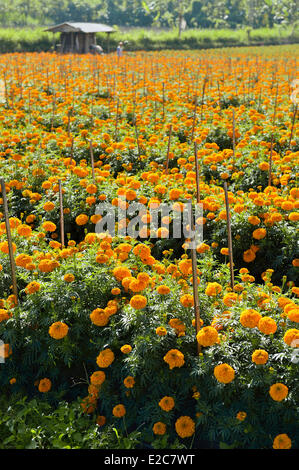 Indonesia, Bali, cultivation of French marigold in the centre of the island Stock Photo