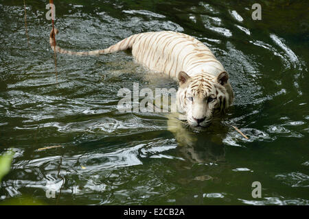 Singapore, Singapore Zoo, white tiger (or Bengal tiger) Stock Photo