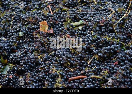 France, Herault, Boujan sur Libron, vineyards of the Domain Haute Condamine, the bulk bunches of grapes before the pressing Stock Photo