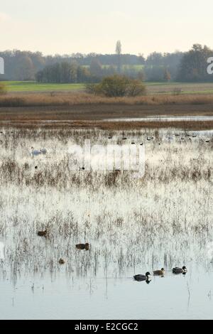 France, Indre, Berry, Natural Regional Park of La Brenne, Purais pond, ducks and swans Stock Photo