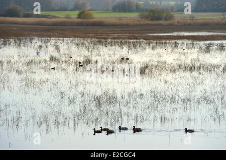 France, Indre, Berry, Natural Regional Park of La Brenne, Purais pond, ducks and swans Stock Photo